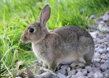 Very Important Facts About Rabbits